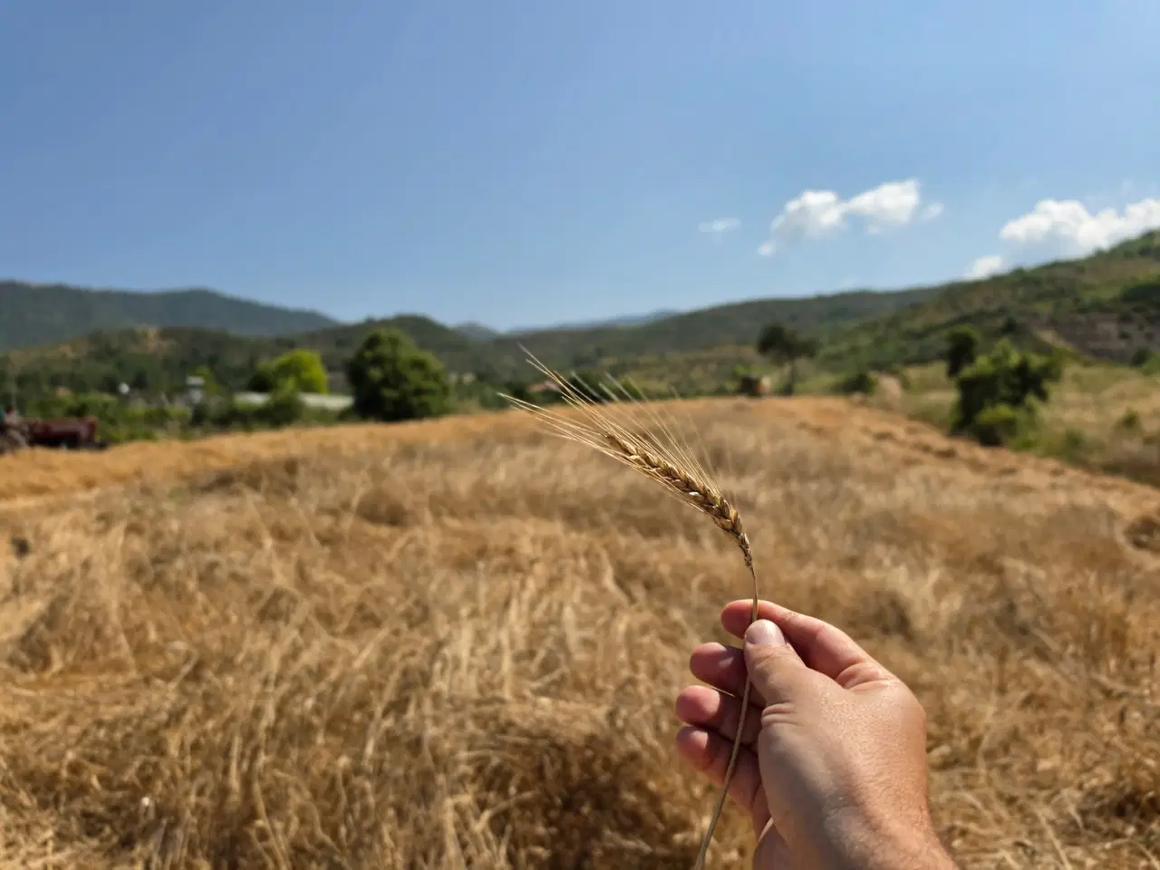 Gazipaşa’da ata tohumu hasatları başladı