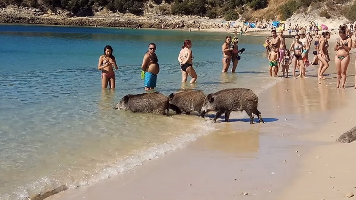 Portekiz plajlarında yaban domuzları yine yiyecek çalıyor
