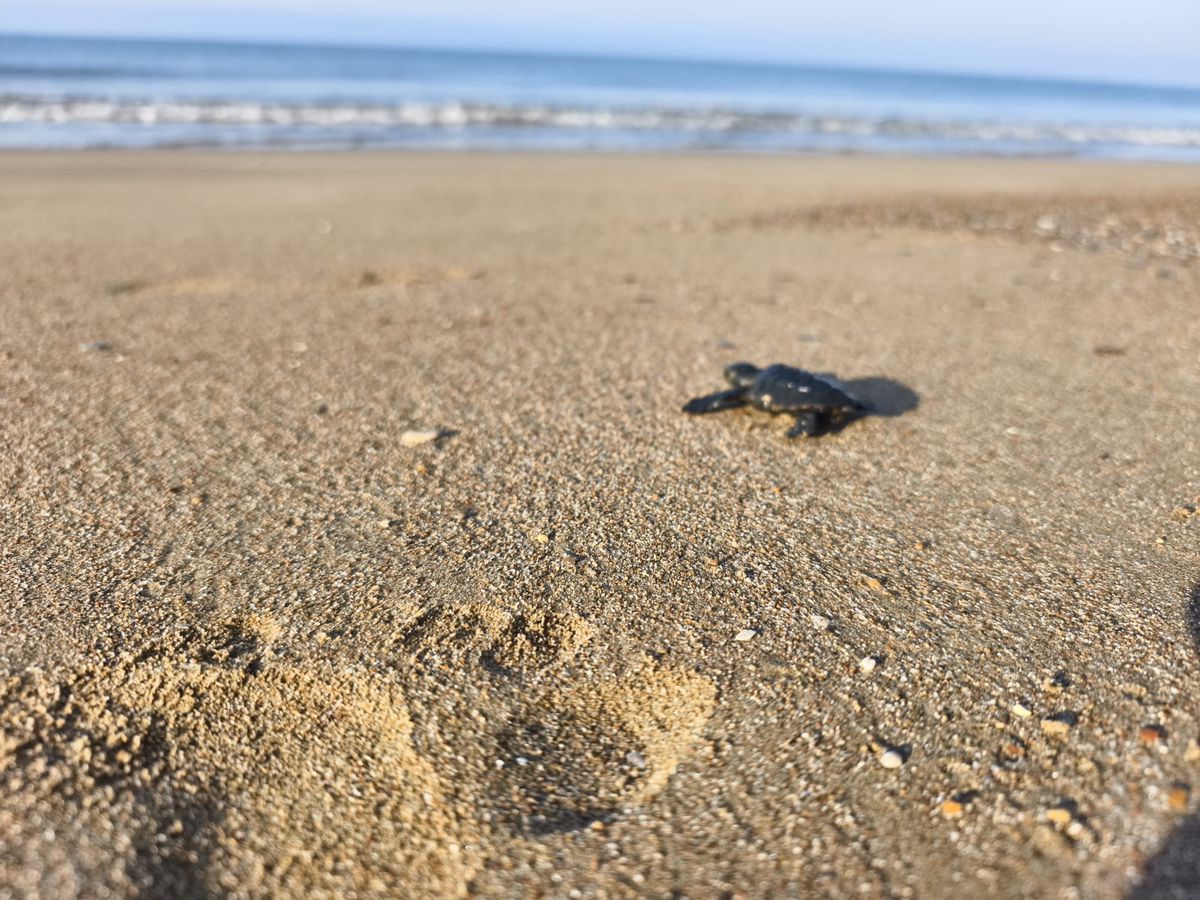 2026'nın ilk caretta yavruları denizle buluştu