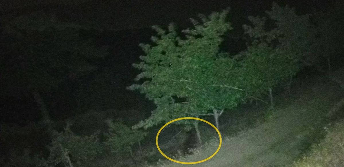 Çorum'da köye inen ayılar bahçelere zarar verdi