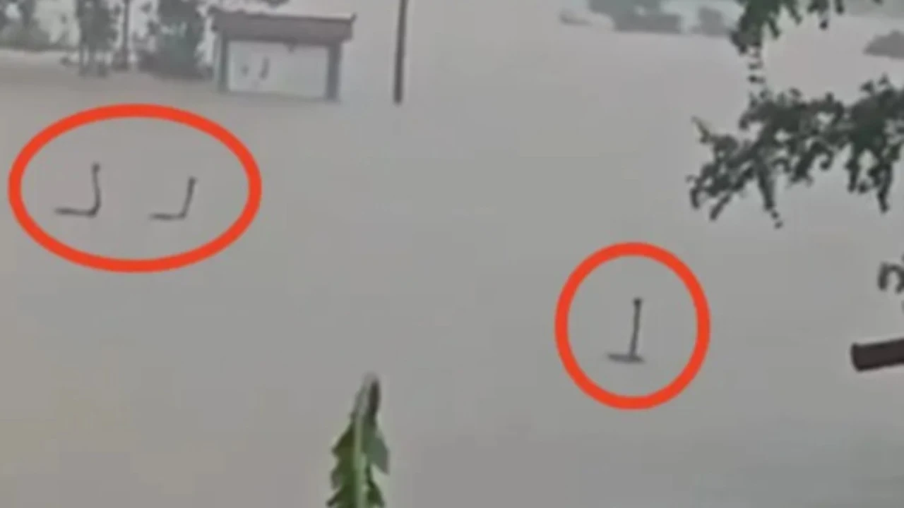 Baraj çöktü, ölümcül kobralar serbest kaldı... Acil durum ilan edildi