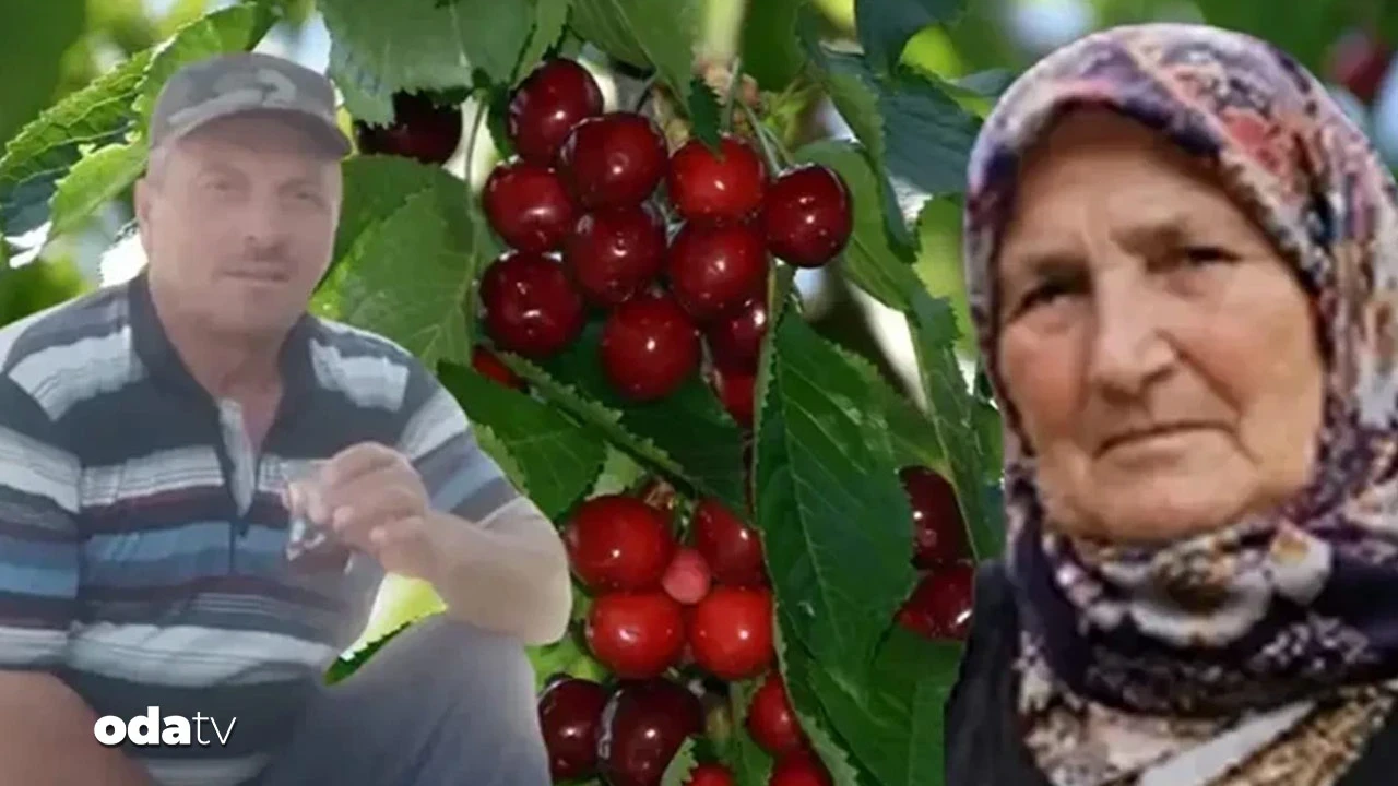 Dalından koparıp yedikleri kiraz sonları oldu