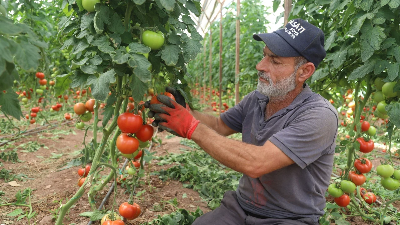 Domates hasadı başladı, kilo fiyatı şaşırttı