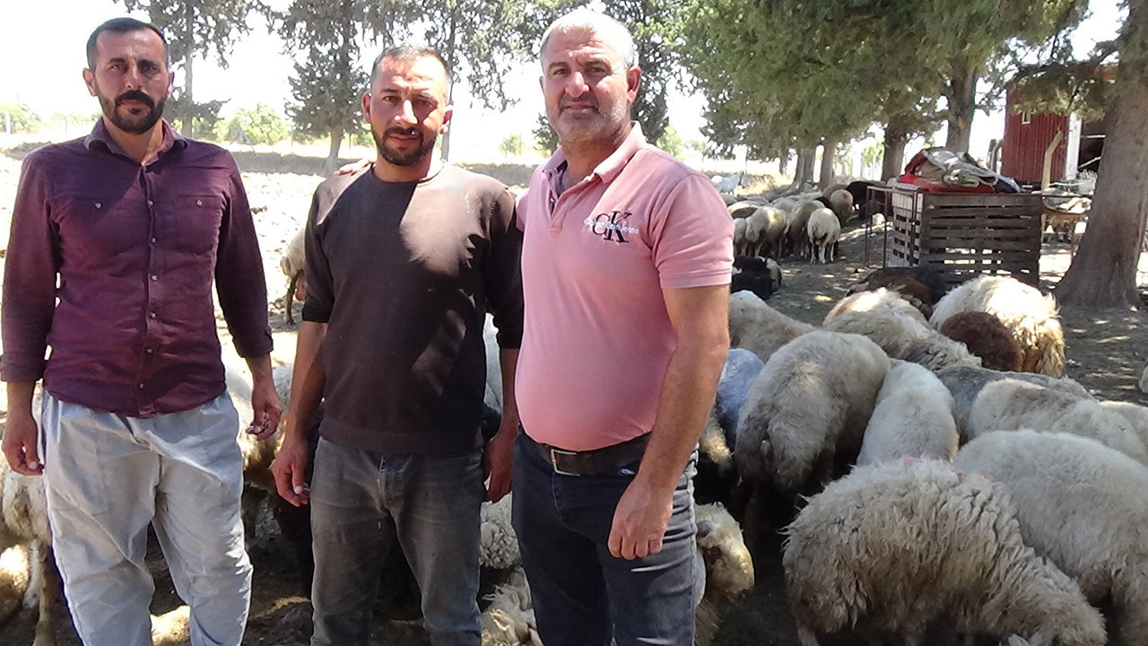 Hatay’da meralar ya su altında ya TOKİ’ye teslim! Besicinin otlatacak alanı kalmadı