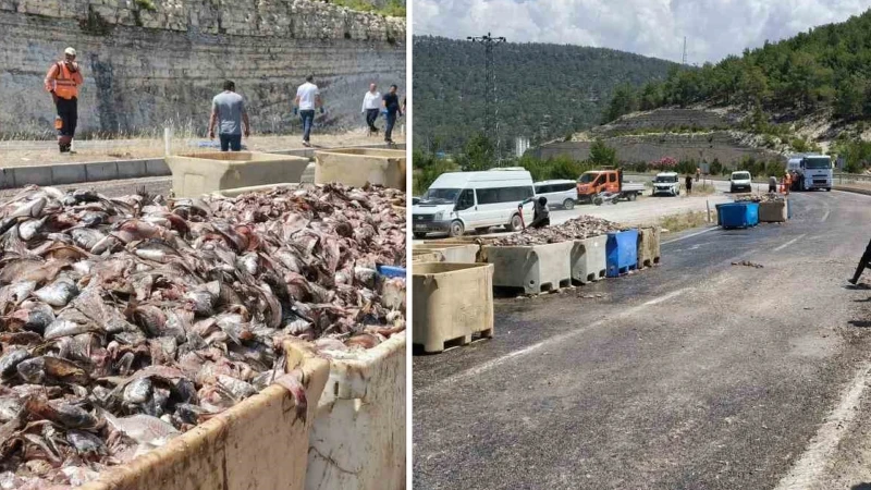 Seyir halindeki tırın dorsesi patladı: 15 ton balık atığı yola saçıldı
