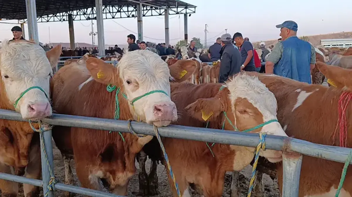 Fiyatlar düşüşte! Hayvan besicileri: Tam alım zamanı, fiyatlar 10-15 bin lira geri çekildi