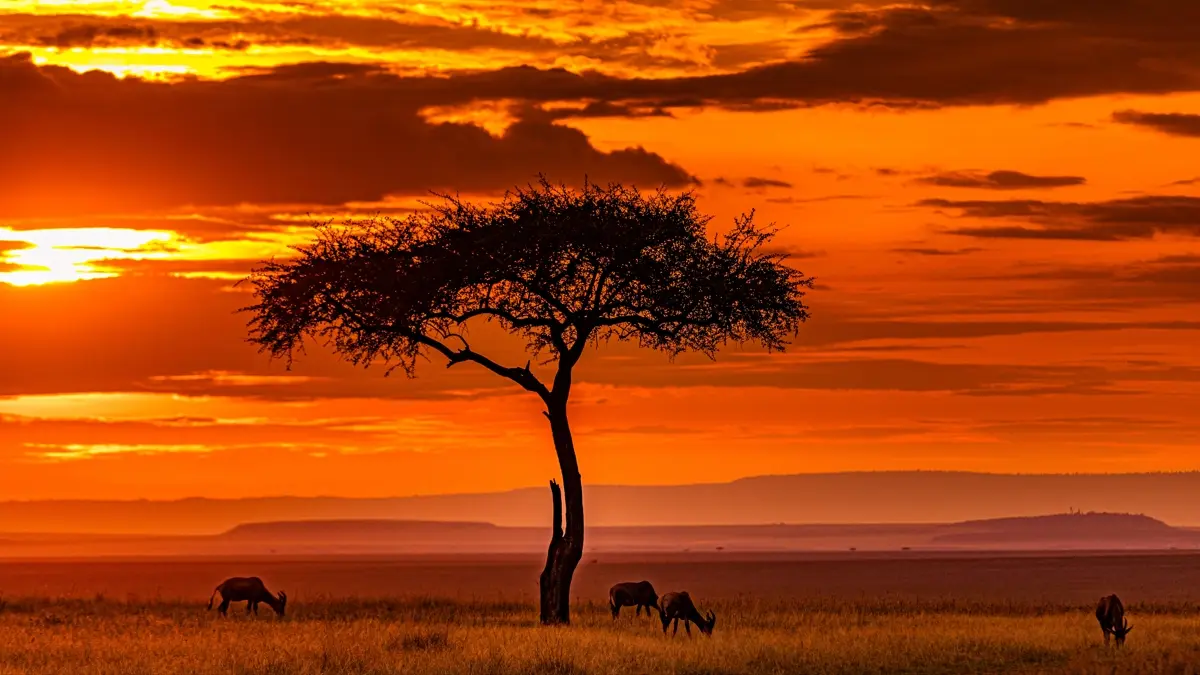 Afrika'nın bilinmeyen yüzü... Daha önce duymadığınız gerçekler!