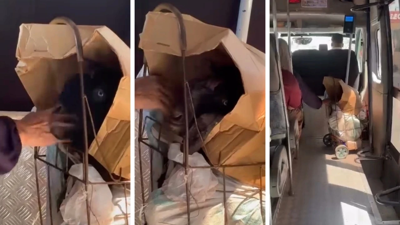 Keçisiyle dolmuşa bindi, görenler dönüp bir daha baktı