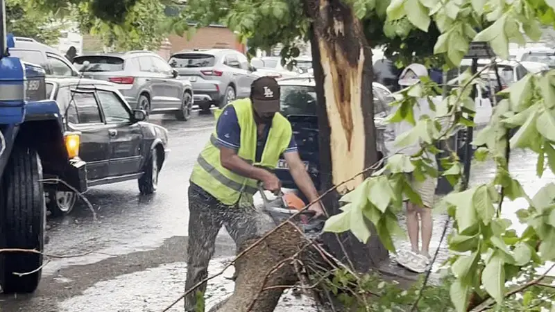 Ardahan'da çürüyen ağaç yola devrildi