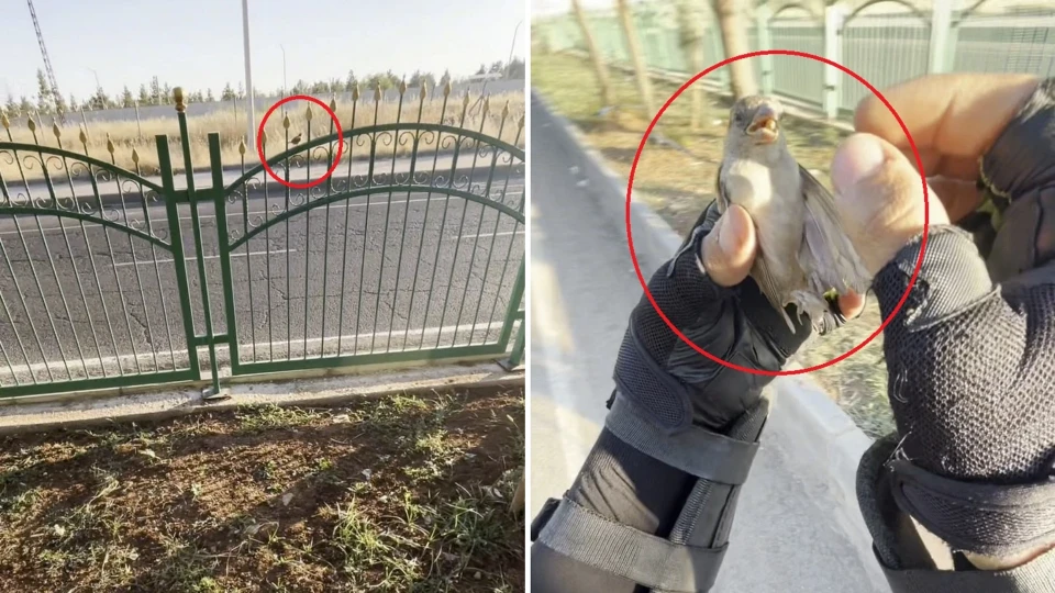Hızla ilerlerken yerdeki o detayı fark etti! Motokuryenin vicdanı "Çöp sanmıştım" dediği canı böyle kurtardı