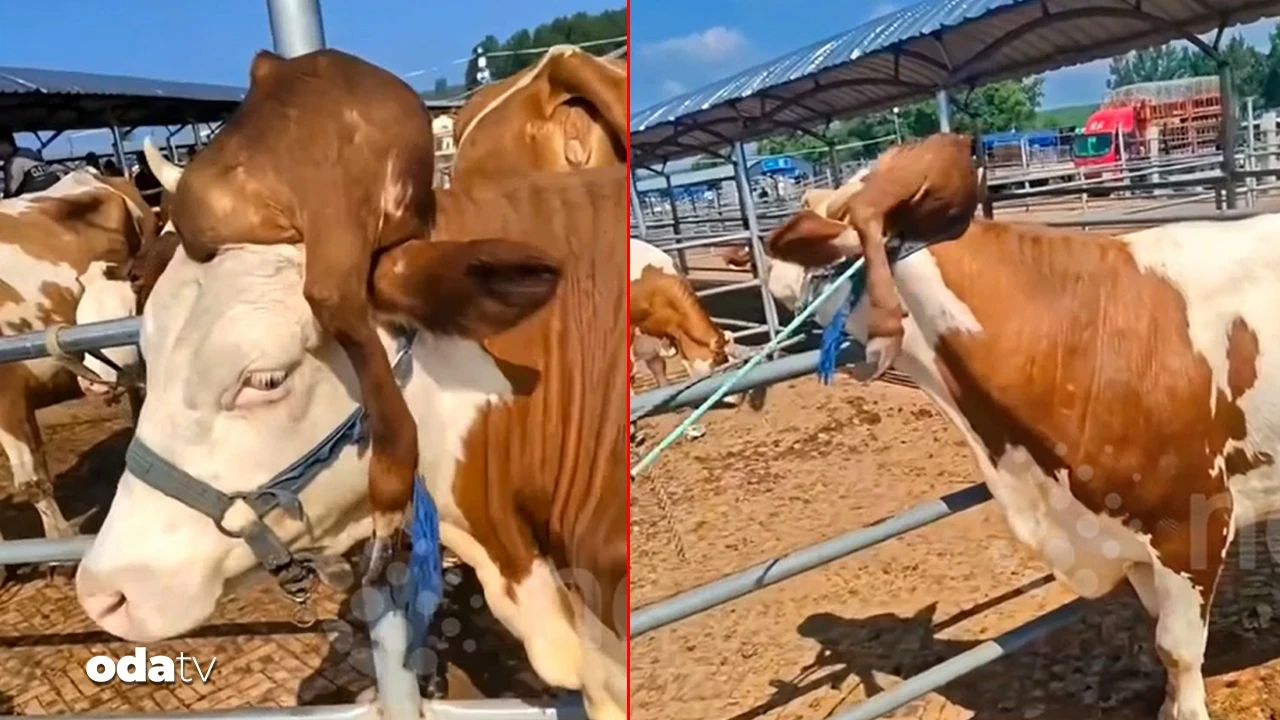 Çin'de ineğin kafasında bacak çıktı
