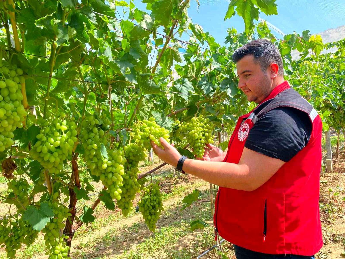 Sarıgöl'de erkence üzüm hasat dönemi yaklaşıyor