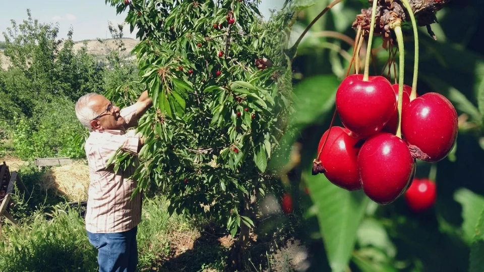 Malatya dalbastı kirazı: Üreticiden 120 liraya çıkan o özel lezzet tezgahlarda | Ekonomi Haberleri