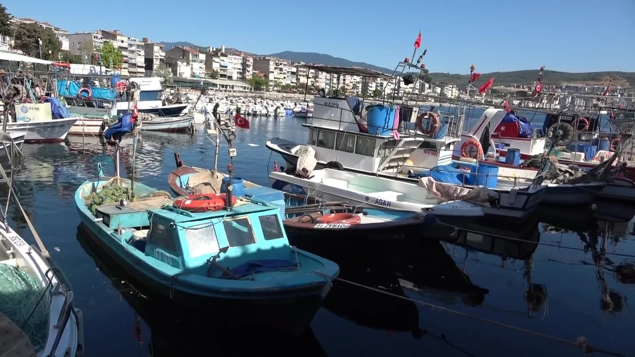 Marmara'da balık krizi büyüyor