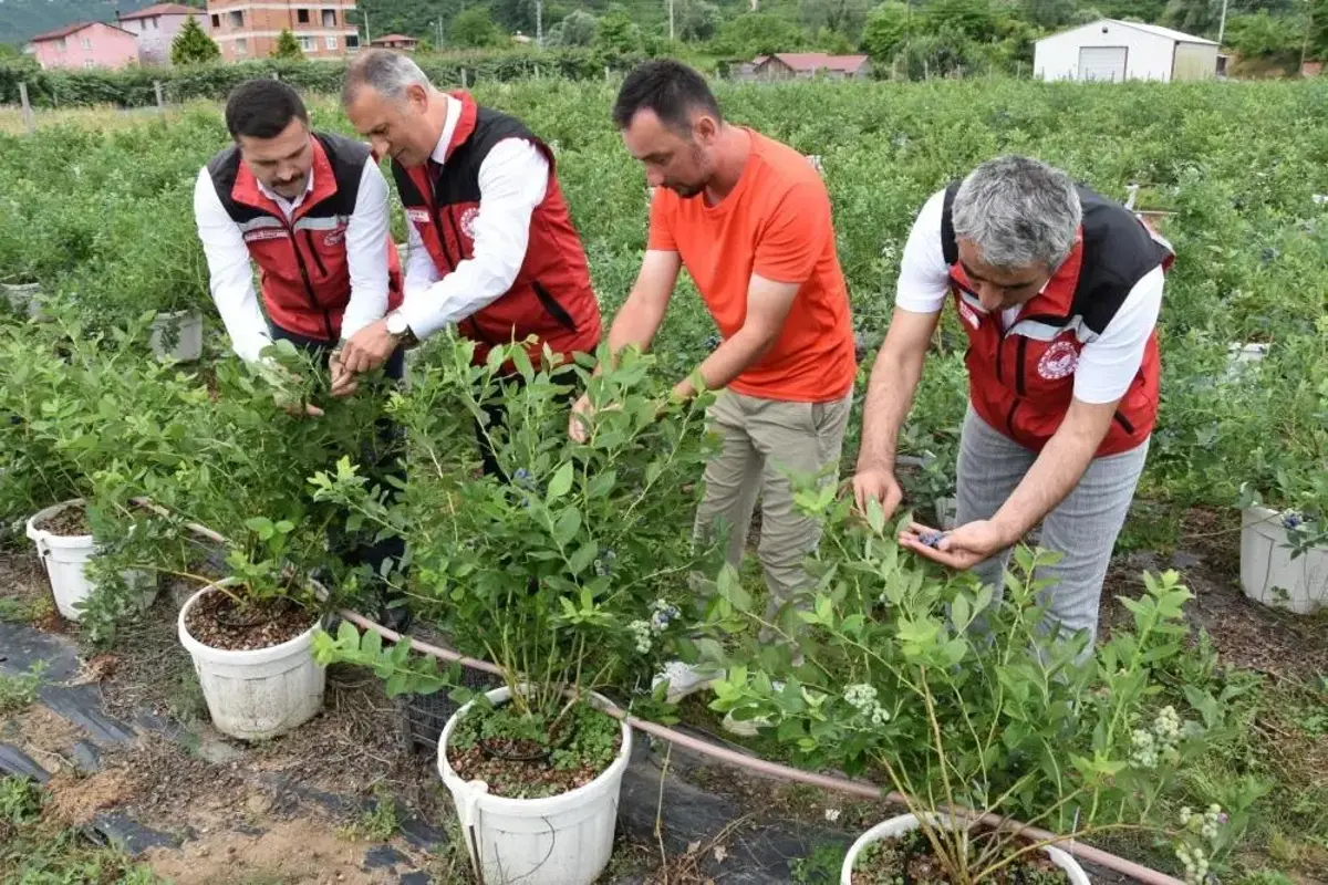 Ordu’da maviyemiş hasadı başladı! Bir dönem kimse bilmiyordu, şimdi herkes kapış kapış alıyor