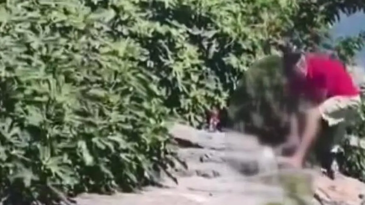Avcılar'da dehşet anları gündem olmuştu: Köpeğe şiddet uygulayan şüpheli tutuklandı!