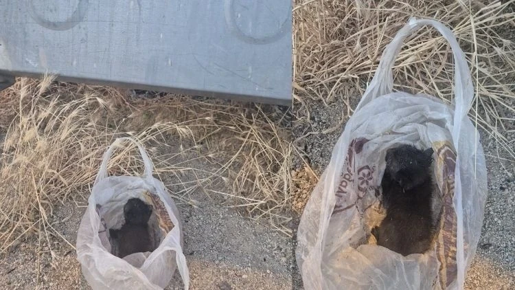 Eskişehir'de kan donduran olay…. Kedinin ağzını bantlayıp çöpe attılar