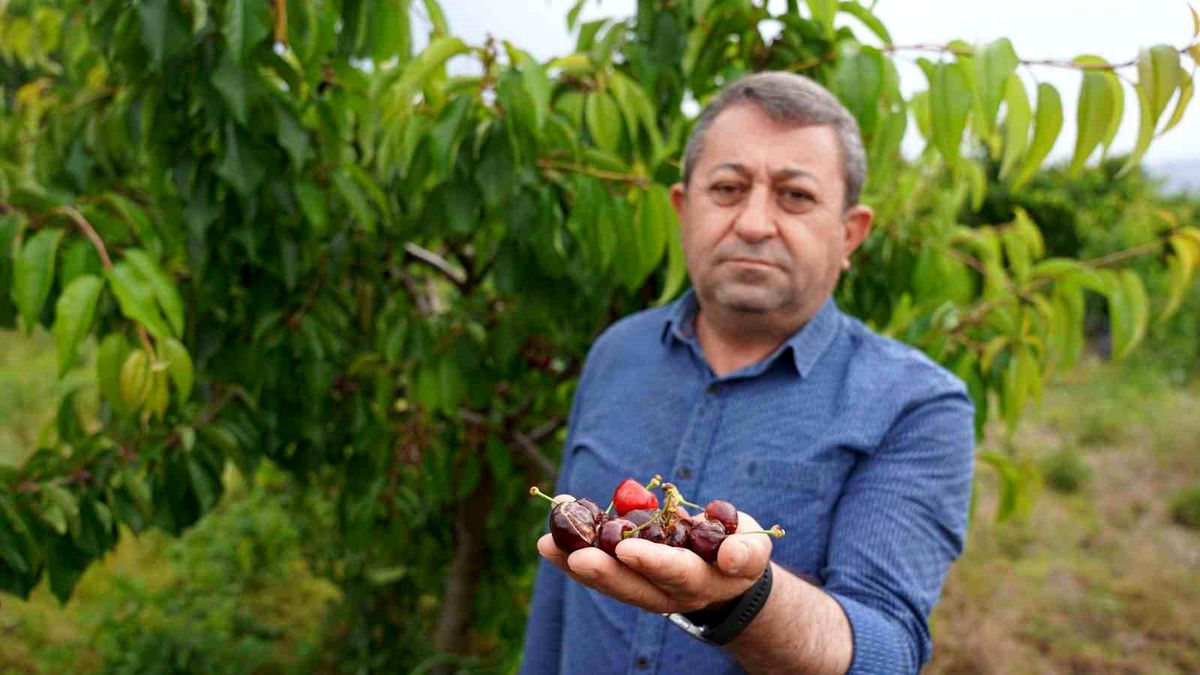 Tokat'ta aşırı yağış kirazı vurdu