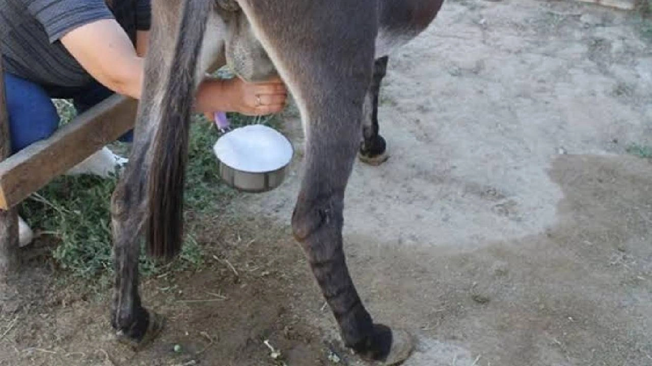 Çiftçiler artık bu sütün peşinde! Günde 2 bardak veriyor ama geliri dudak uçuklatıyor