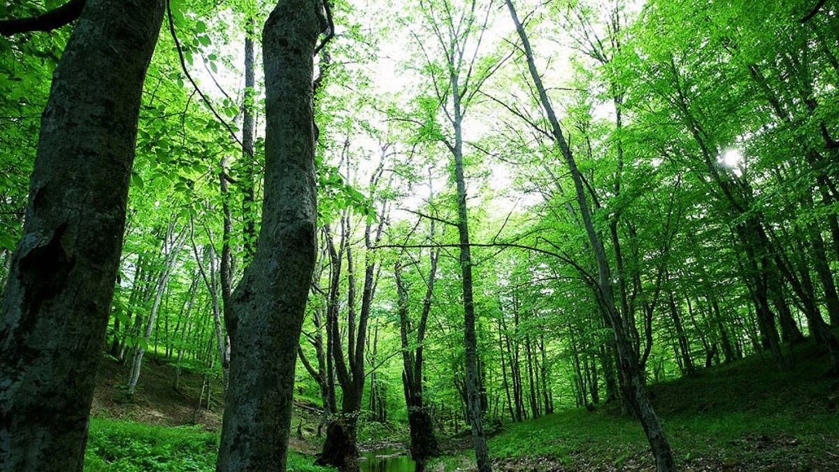 Ormanlık alanlara girişler yasaklandı