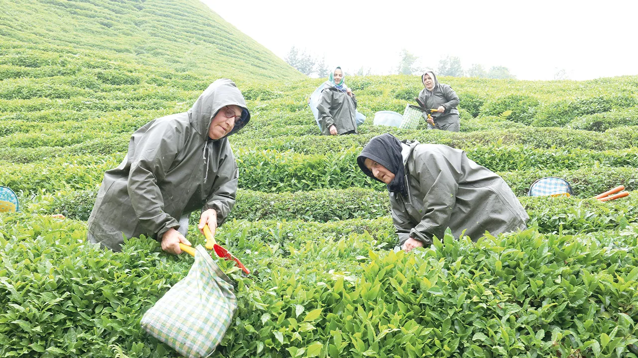 Onarıcı tohumlar toprakla buluştu: Rize çayı yeniden demleniyor