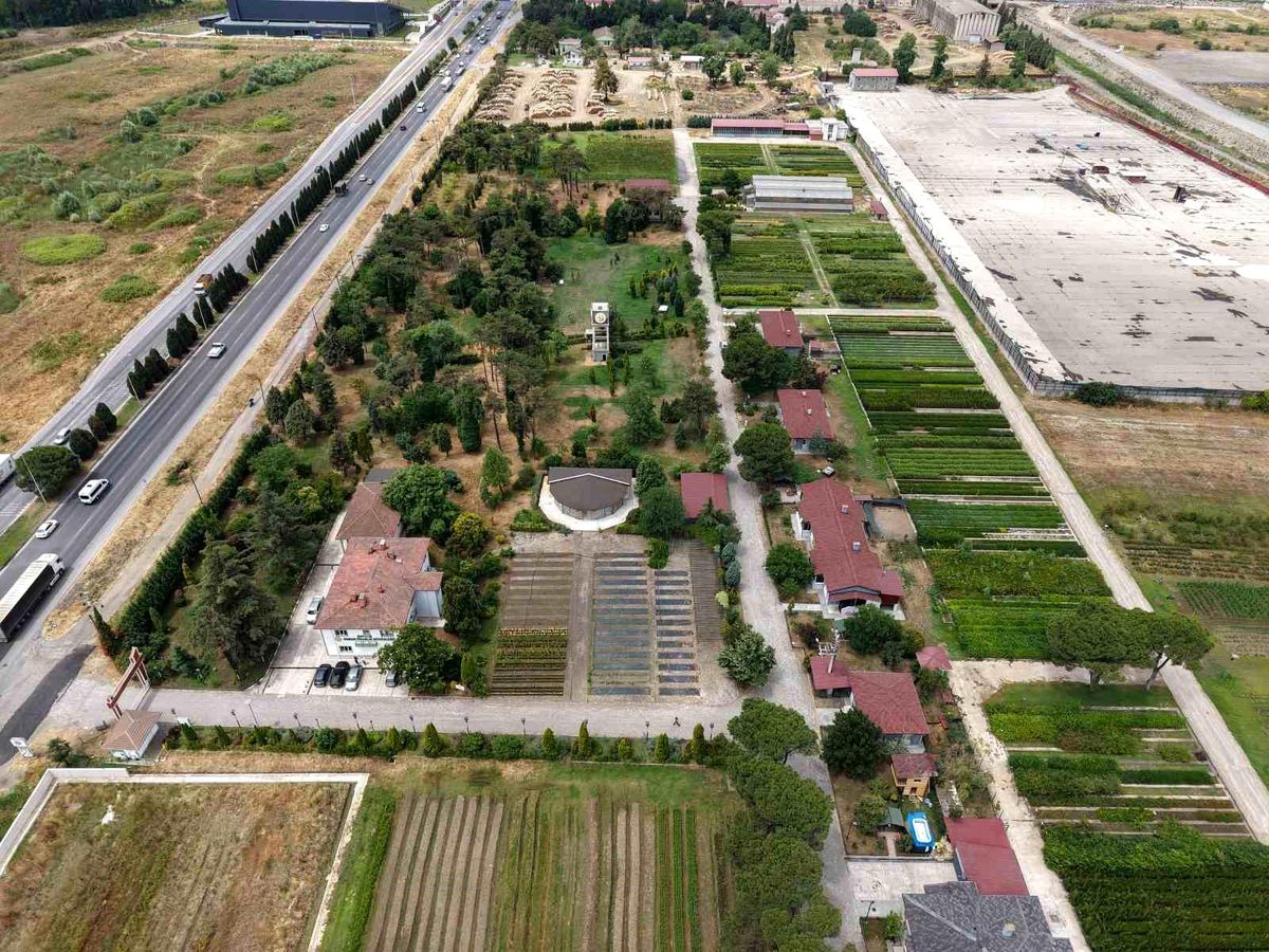 Samsun'dan 'Yeşil Vatan'a yılda 3 milyon fidan