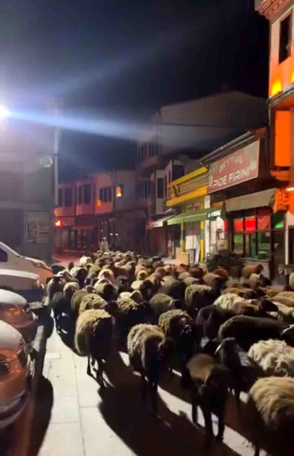 Tokat'ta yayla göçünde yüzlerce koyun şehir merkezinden geçti