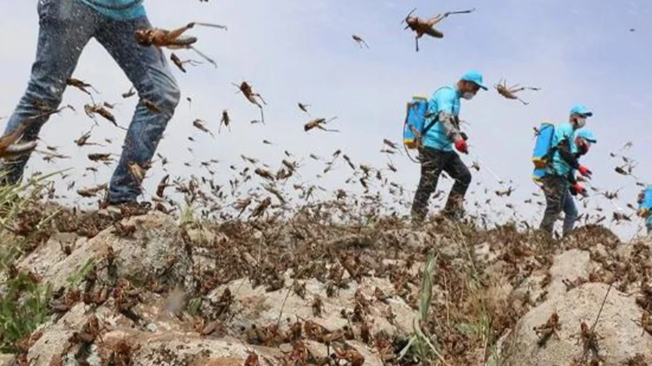 Hakkari'de 100'lercesi sıcak havayla birlikte istilaya geçti! Köylüler perişan halde