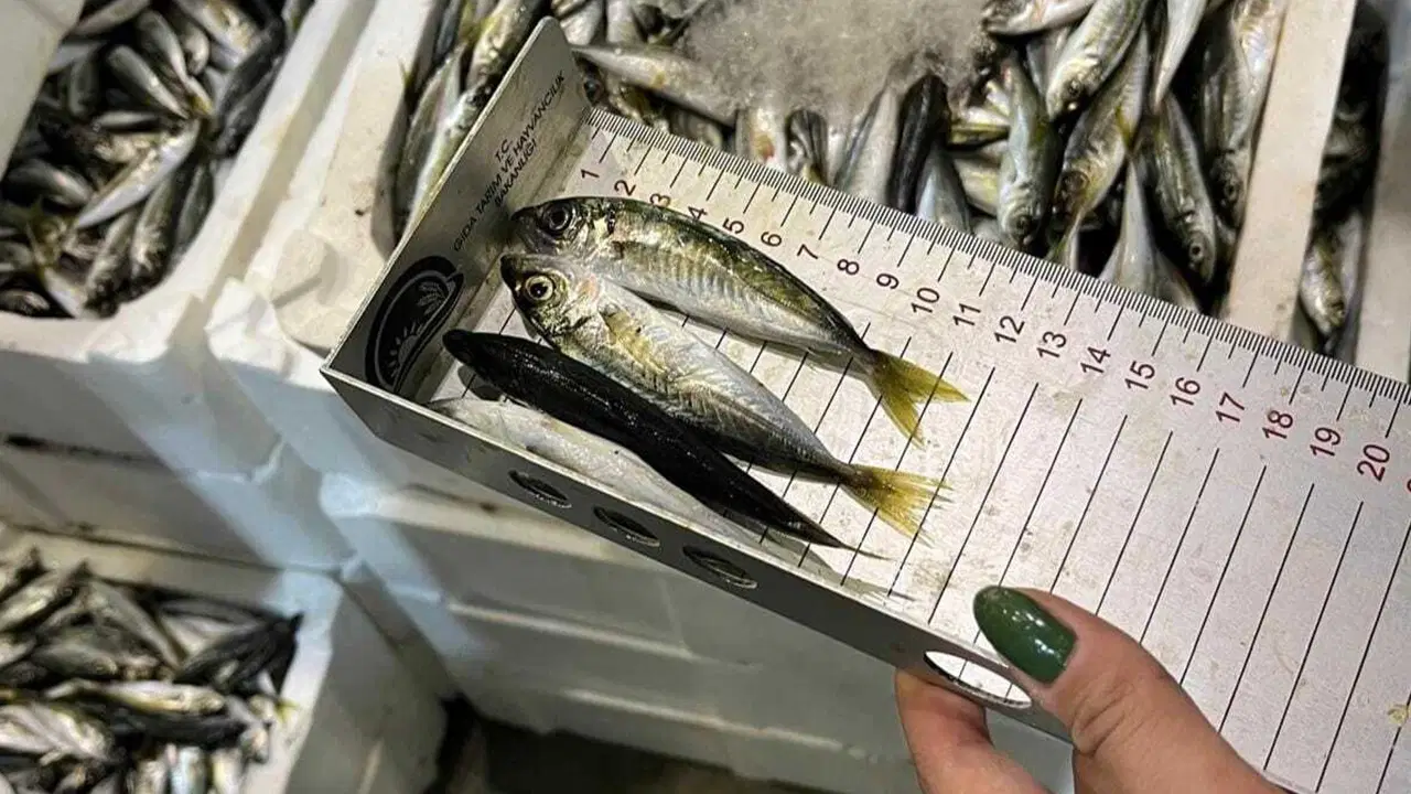 Buca Balık Hali'nde denetim: 241 kilogram su ürününe el konuldu