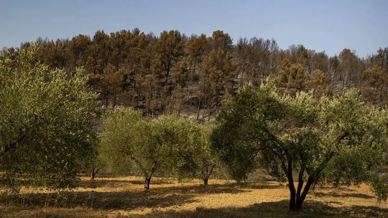 Fransa'da orman yangını alarmı: 6 vilayette kırmızı seviyeye geçildi