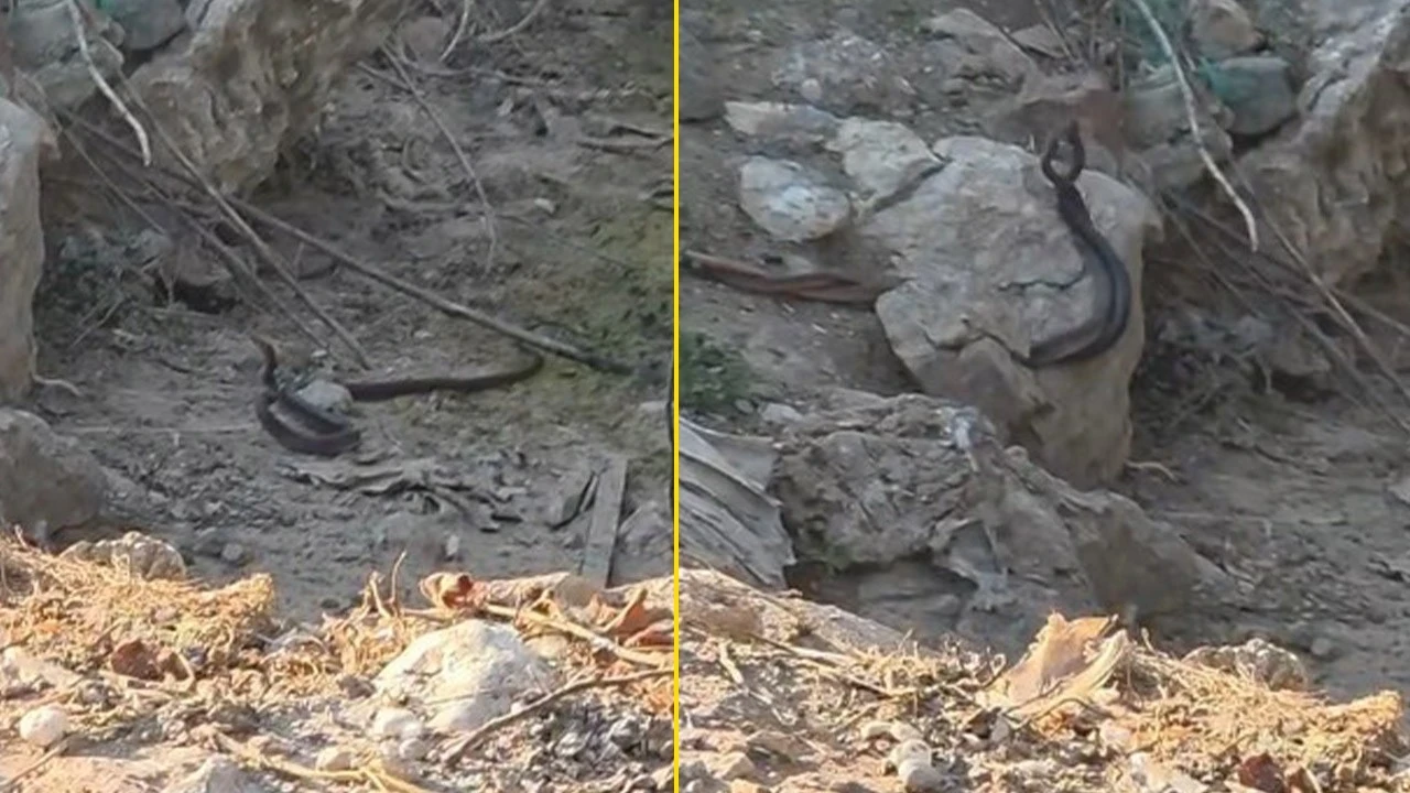 Antalya'da 2 tanesinin aynı anda doğada yaptığı hareket hayret ettirdi