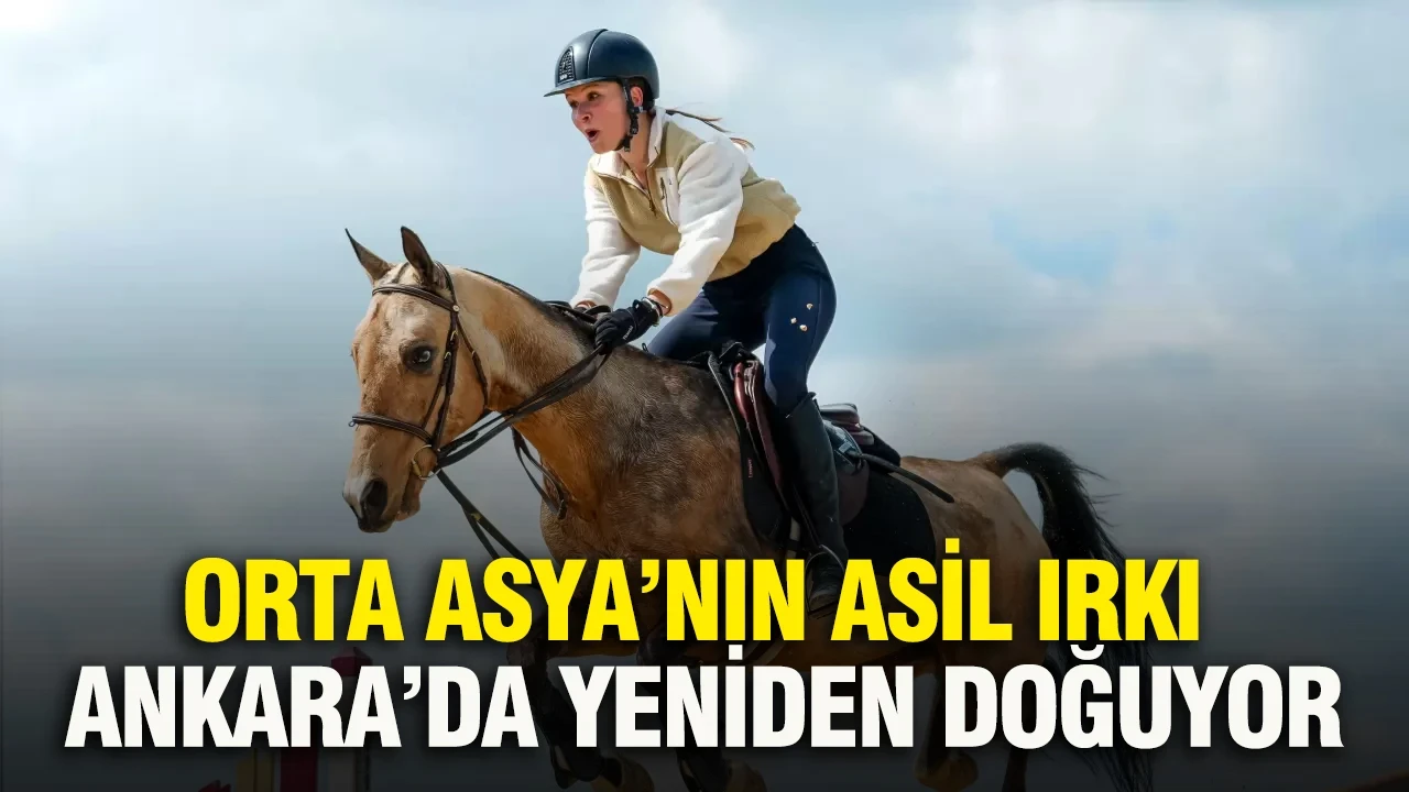 Orta Asya’nın asil ırkı Ankara’da yeniden doğuyor