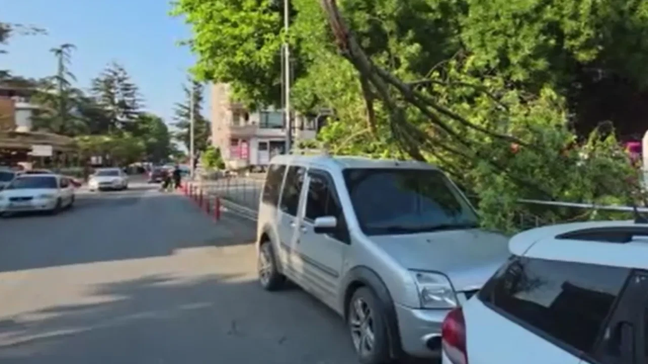 Talihsizlikler üst üste geldi: Aracının üzerine ağaç devrildi, trafik cezası yedi