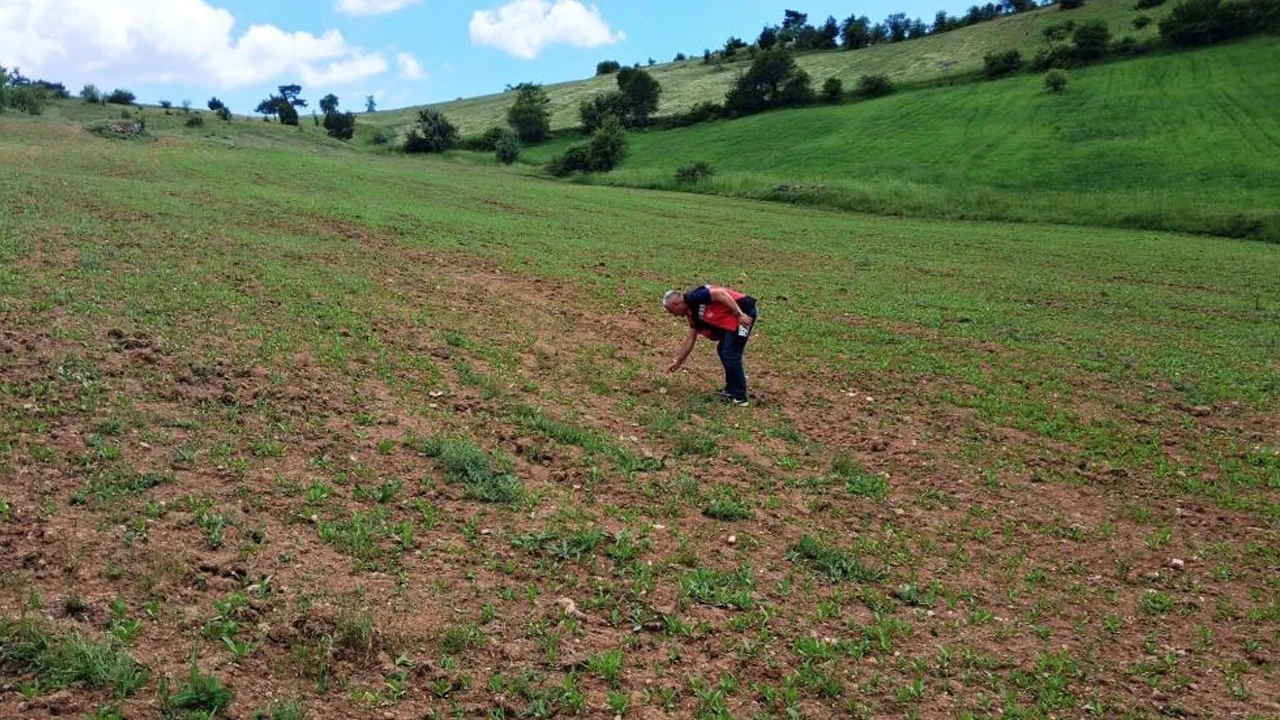 Simav'da aspir ekili alanlarda teknik personelden saha kontrolü