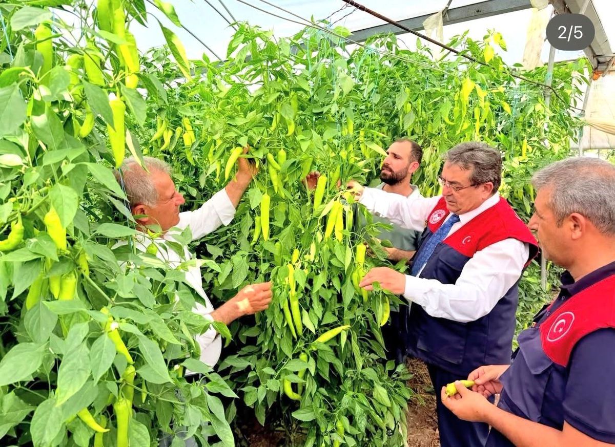 Mersin'de kapya biber üretimi yerinde incelendi