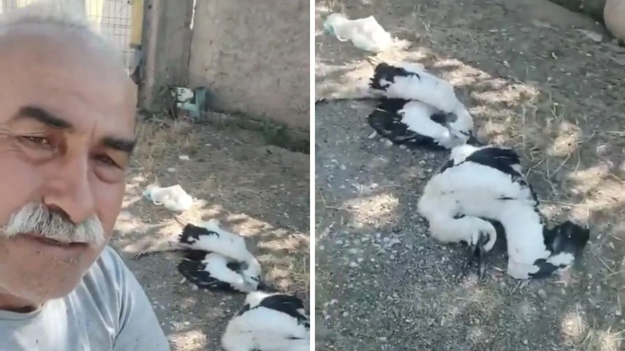 Sosyal medya bu görüntüleri konuşuyor! 'Kurtaramadım' diyerek ağladı