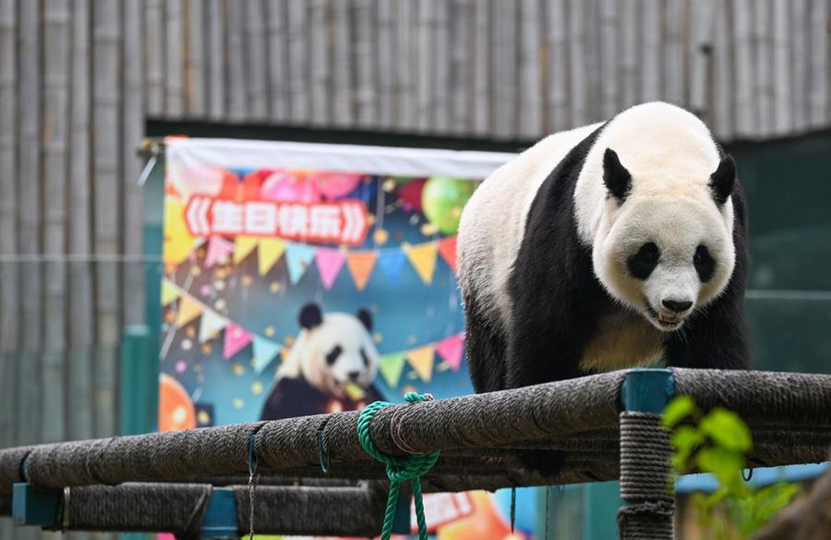 Albüm: Çin'in Tianjin Hayvanat Bahçesi'ndeki dev panda Xi Le 13 yaşına girdi
