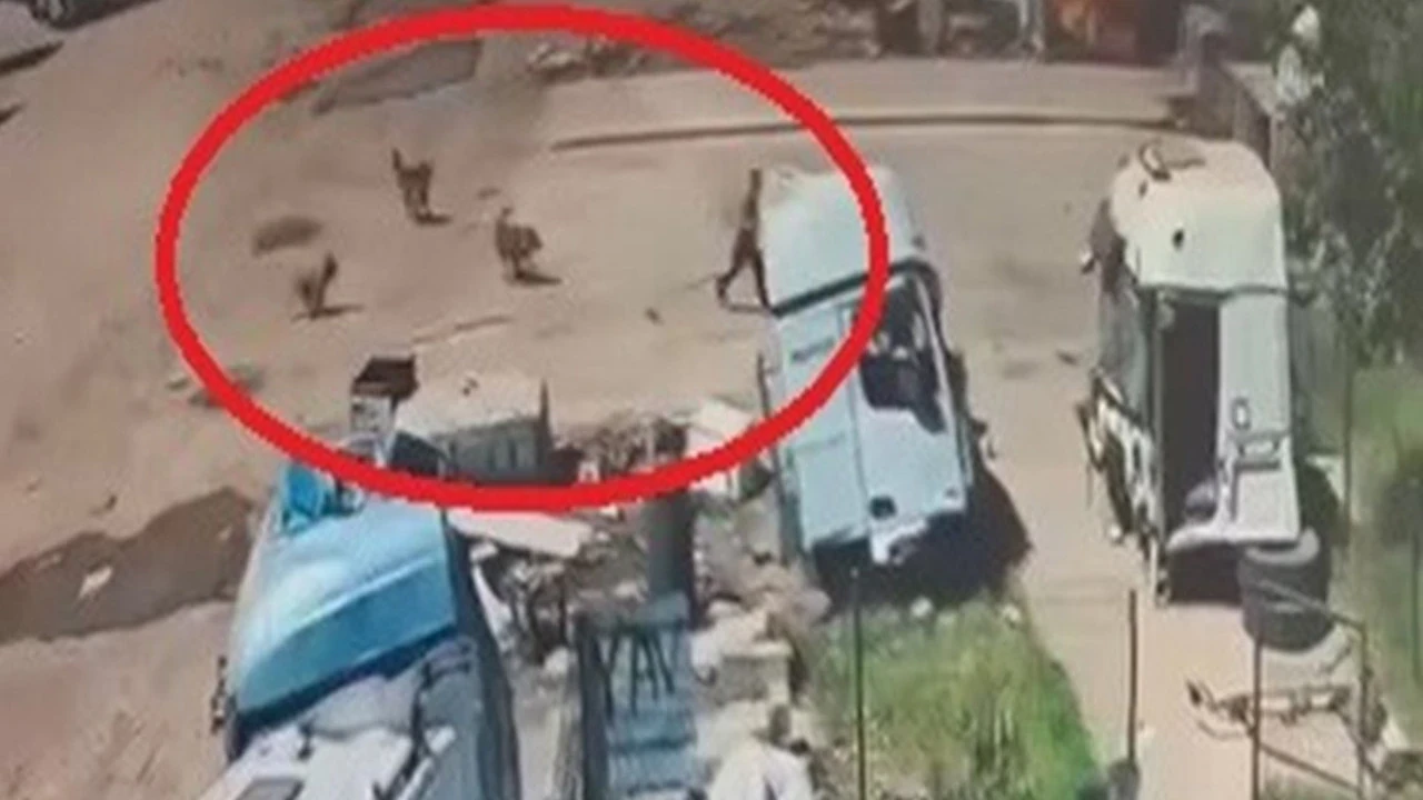 Başıboş köpekler küçük çocuğa saldırdı