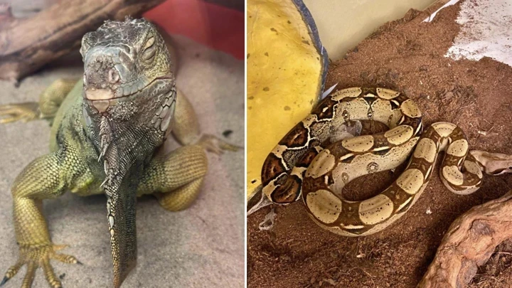 İstanbul'da bir evden çıkanlar şoke etti: Savan varanı, tarantula, yılan, akrep, iguana ve Afrika dev salyangozları bulundu