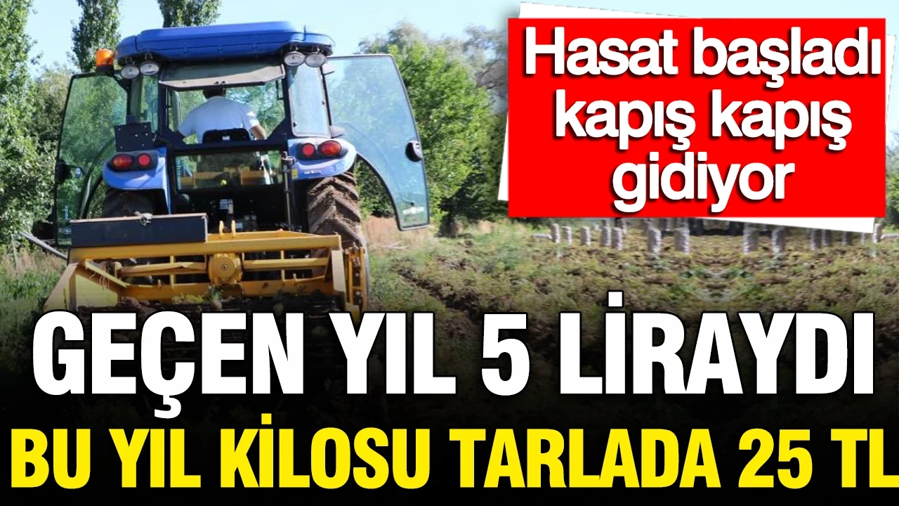Geçen yıl 5 liraydı bu yıl kilosu tarlada 25 TL: Hasat başladı
