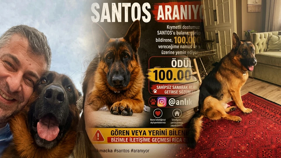Trabzon'da kayıp köpek Santos: 25 gündür aranan Alman kurdunu bulana 100 bin TL ödül verilecek | Gündem Haberleri