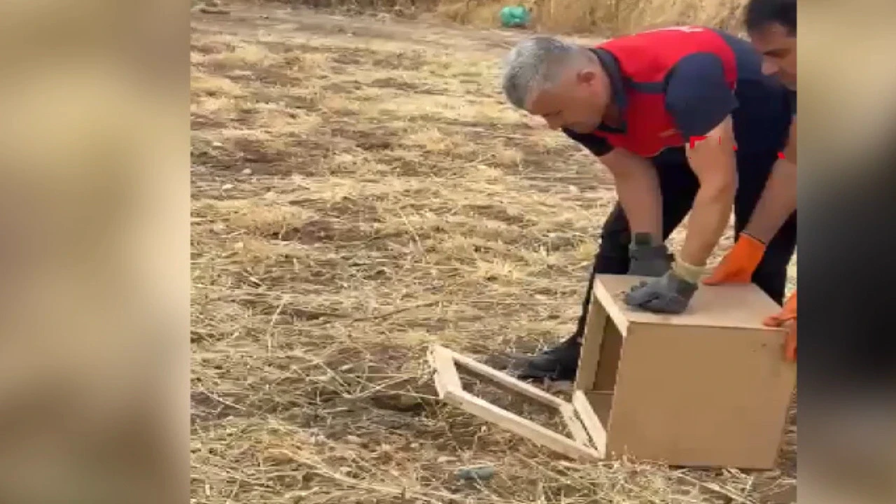 Çöl Varanı Şırnak’ta ikinci kez kendini gösterdi: Ekipler harekete geçti