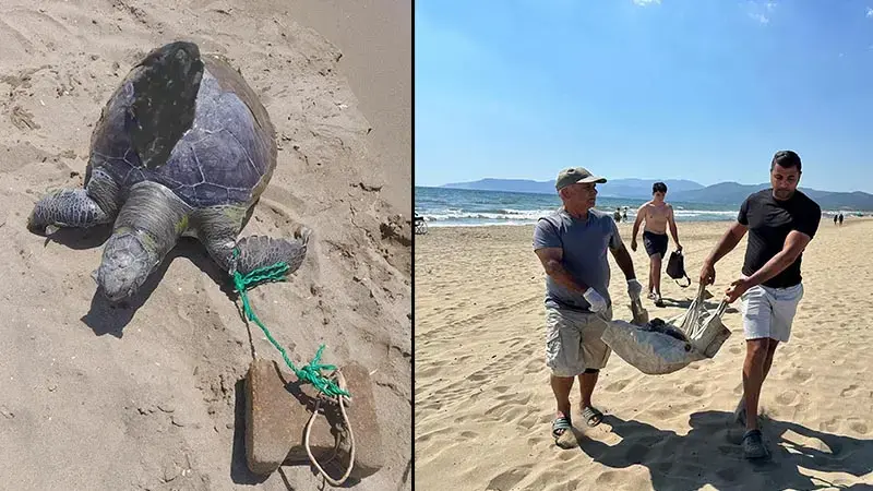 İzmir'de yüzgecine parke taşı bağlanmış ölü deniz kaplumbağası kıyıya vurdu