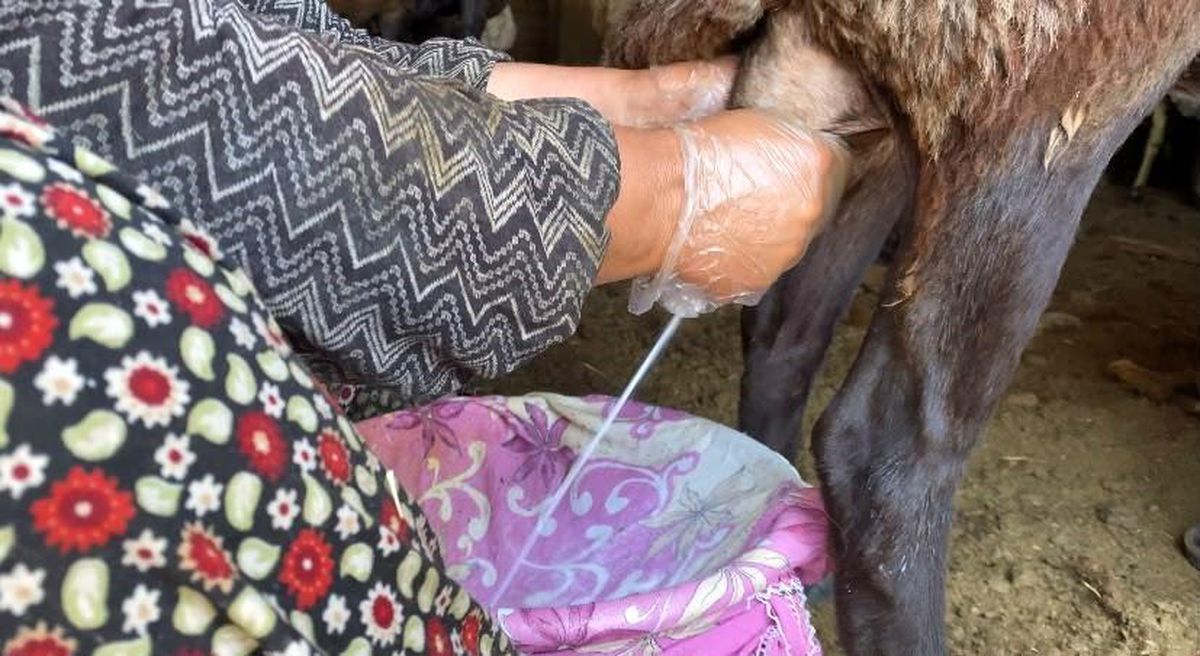 Ağrı'da koyun sütü ekonomiye kazandırılıyor