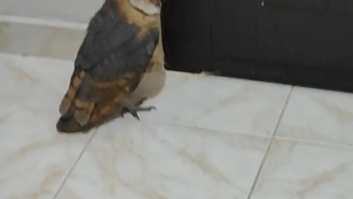 Hırsız diye koştu baykuş çıktı! Kuşla sohbeti gündem oldu