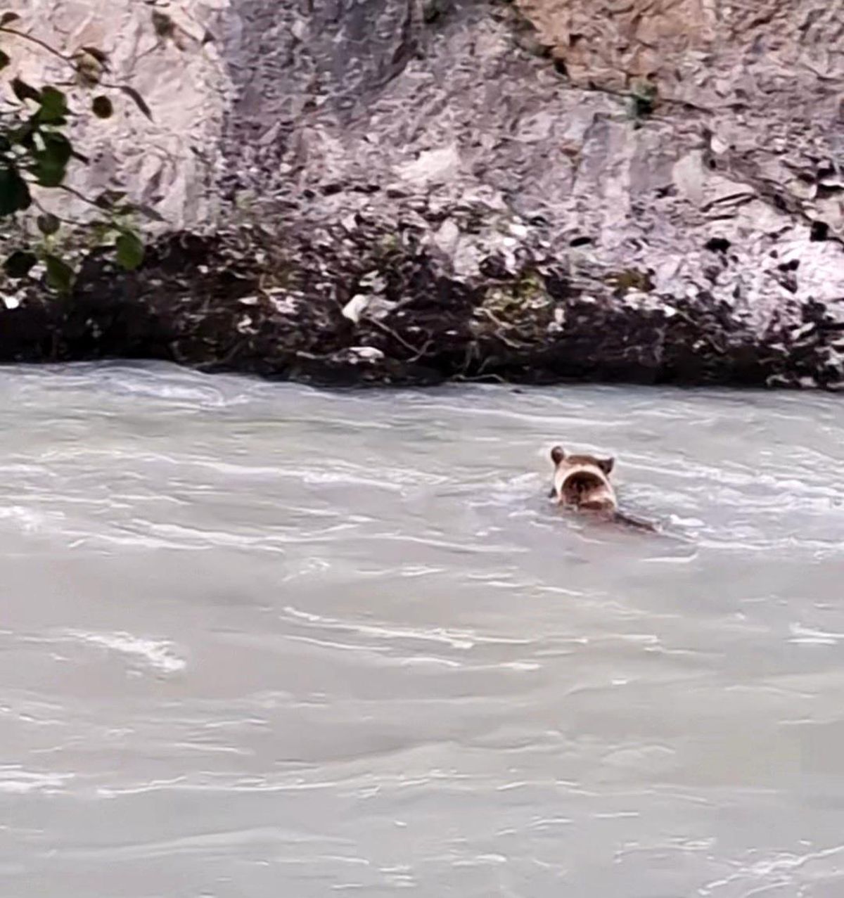 Munzur Nehri'ni geçmeye çalışan ayının mücadelesi kamerada