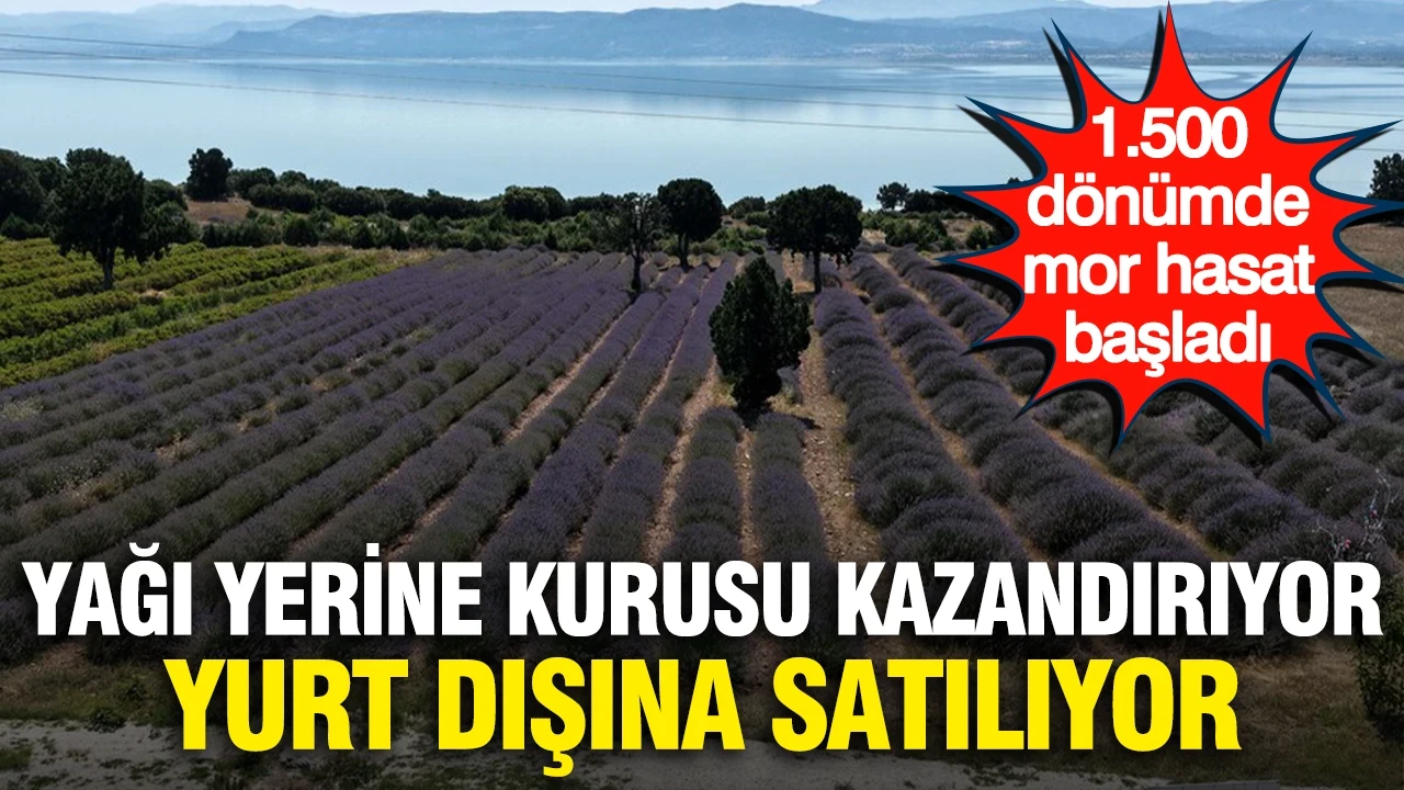 Yağı yerine kurusu kazandırıyor, yurt dışına satılıyor... 1.500 dönümde mor hasat başladı