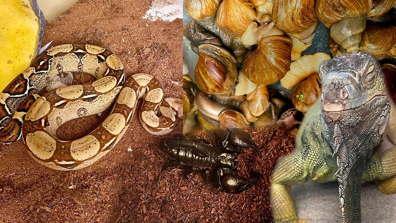 Tarantula, iguana, savan varanı, papağan, Afrika dev salyangozları... Hepsi İstanbul'da ele geçirildi