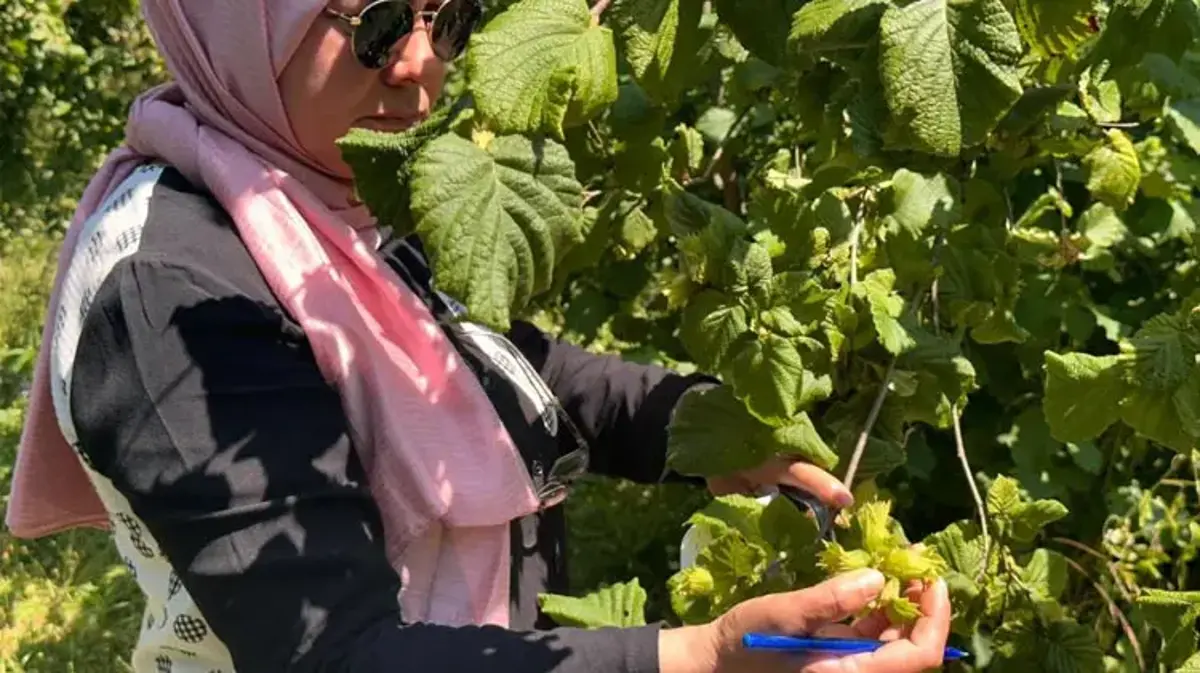 2026 fındık rekoltesini belirleyecek tespit çalışmaları Düzce'de başladı