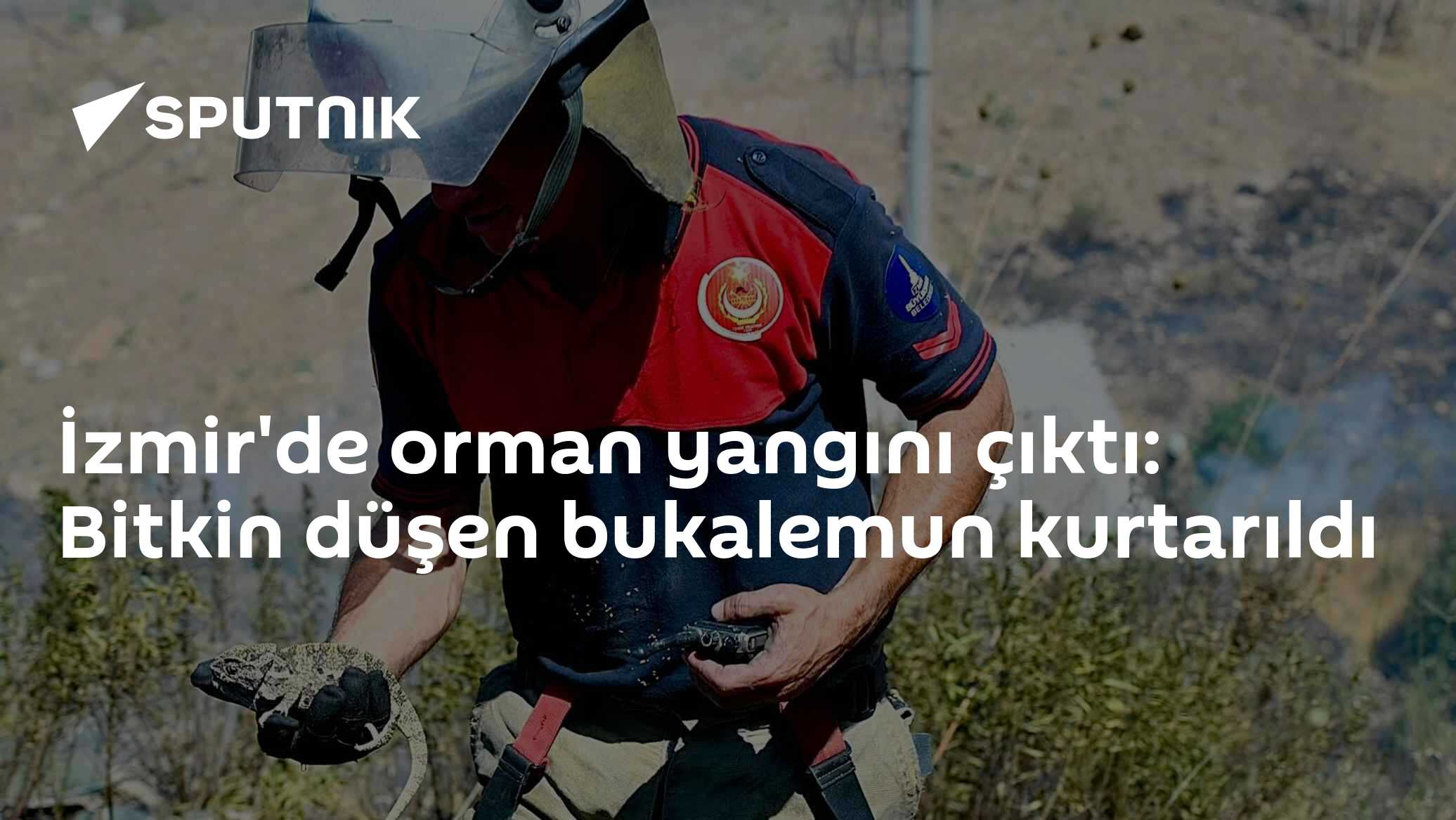 İzmir'de orman yangını çıktı: Bitkin düşen bukalemun kurtarıldı